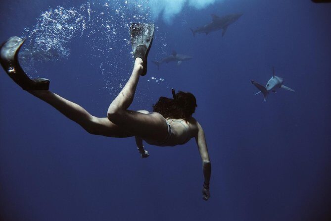 Pelagic Shark Dive Tour - The Sum Up