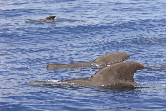 Pelagic Wildlife Excursion - Why Small-Group Wildlife Tours Matter