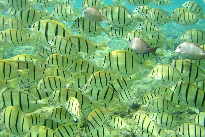 Pelican Rock Snorkeling and Sightseeing Adventure - Practical Factors and Value