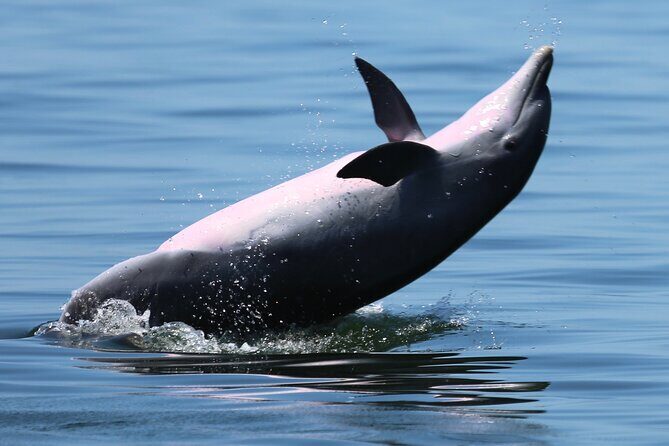 Pensacola Beach Jolly Dolphin Cruise and Scenic Bay Tour - The Experience for Different Travelers