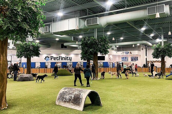 Petfinity Indoor Dog Park in Calgary - An In-Depth Look at Petfinity Indoor Dog Park