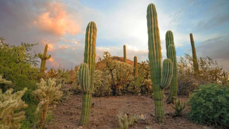 Phoenix & Scottsdale: Full Day City Highlights Tour - Exploring Old Town Scottsdale