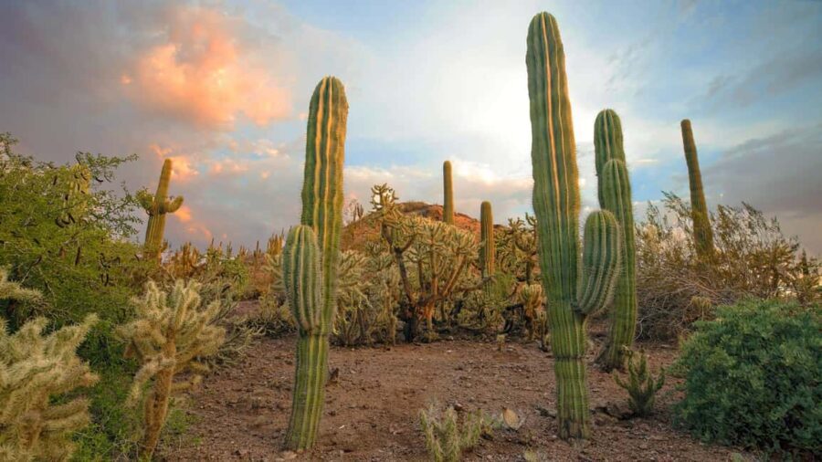 Phoenix & Scottsdale: Full Day City Highlights Tour - Exploring Old Town Scottsdale