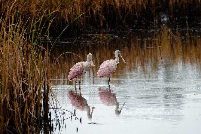 Photograph low country wildlife with a professional photographer - Why This Tour Offers Great Value