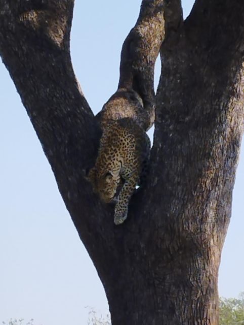 Pilanesberg Full Day Safari from Johannesburg - Who Should Book This Safari?