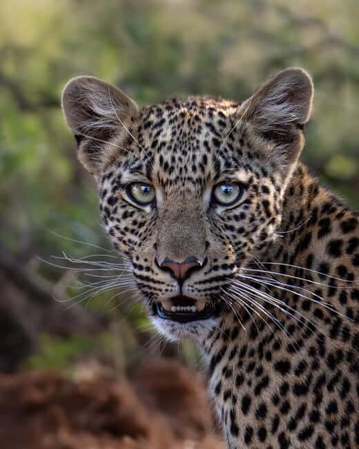 Pilanesberg Prestige Safari - Who Is This Safari Best For?