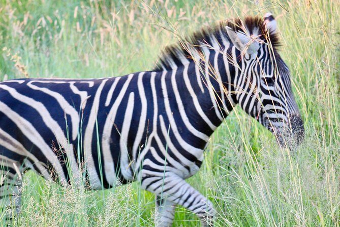 Pilanesberg Safari experience - A Practical Look at the Pilanesberg Safari Experience
