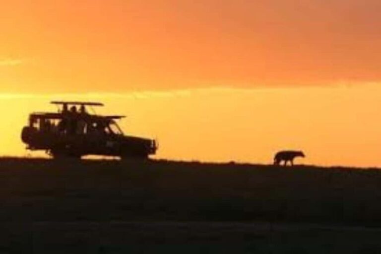 Pilanesberg : Sunset Afternoon Drive - Details that Matter