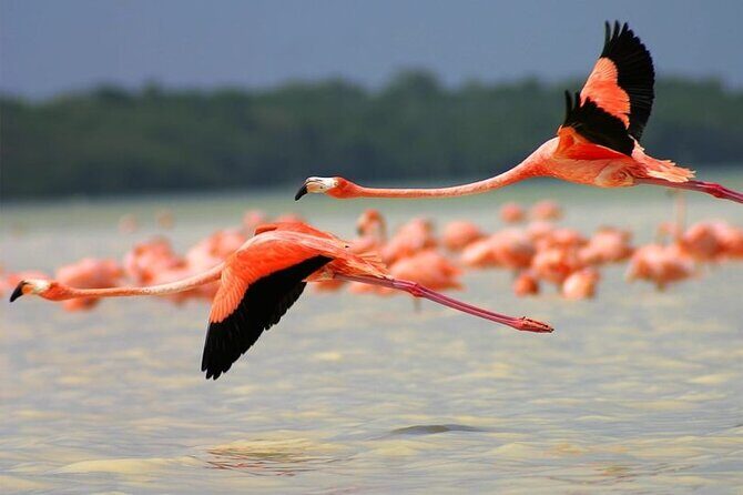 Pink Lake Lagoon and Rio Lagartos Tour from Playa del Carmen - Final Thoughts: Is It Worth It?