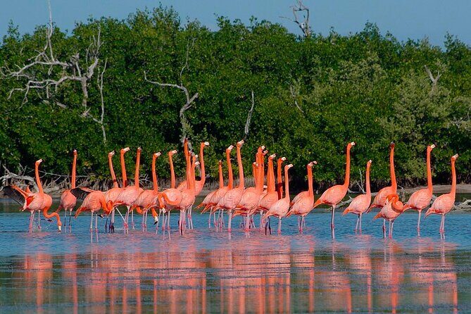 Pink Lake Las Coloradas + Rio Lagartos Reserve! Transportation from Cancun - Practical Details and What You Need to Know