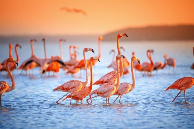 Pink Waters of Las Coloradas, Pink Flamingos and Colonial City of Valladolid, - Exploring Valladolid’s Colonial Charm