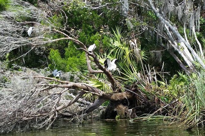 Plantation's Kings Bay Scenic Cruise - What the Reviews Say