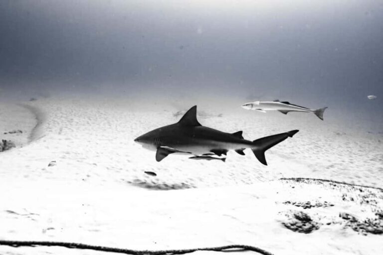 Playa del Carmen: Bull Shark Diving Experience - The Itinerary in Detail