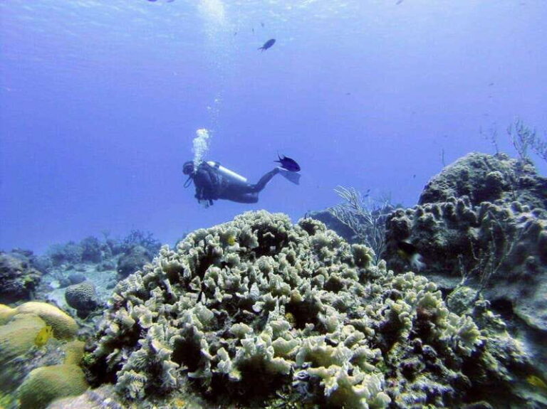 Playa del Carmen: Discover the Surreal World of Scuba Diving - Meeting Point and Logistics
