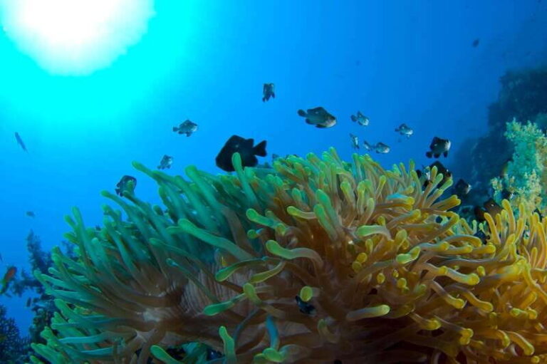 Playa del Carmen: Dive into our Local Reefs Today! - Exploring the Itinerary and What You Can Expect