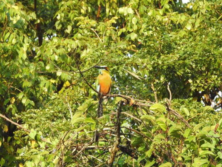 Playa del Carmen: Guided Birdwatching Hike - Exploring the Details of the Tour