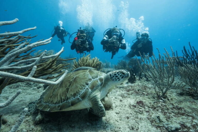 Playa del Carmen: Guided Reef Diving for Certified Divers - A Closer Look at the Experience