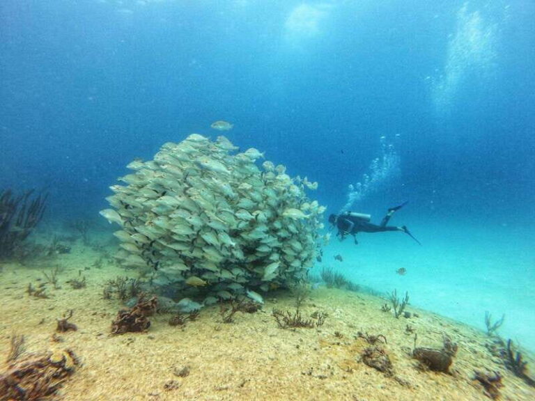 Playa del Carmen: MamaViña Wreck & Reef for Certified Divers - A Closer Look at the Mama Viña Wreck & Reef Tour