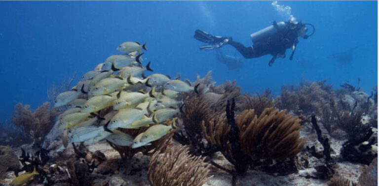Playa del Carmen: Ocean Dive Tour - Who Will Love This Tour?