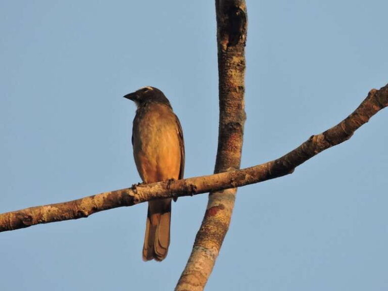 Playa del Carmen: Private Morning Birdwatching Tour - Who Will Love This Tour?
