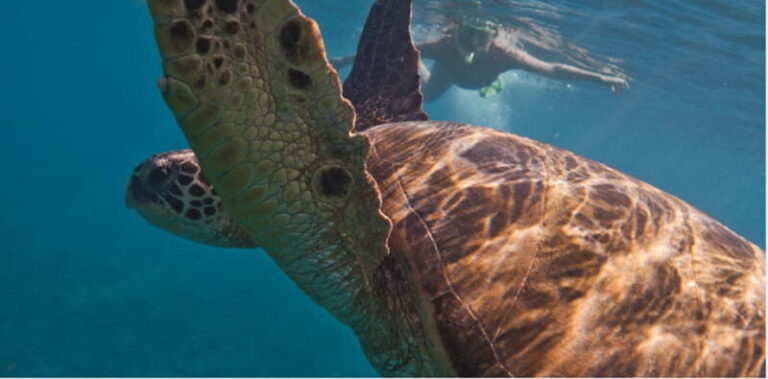 Playa del Carmen: Snorkel Tour at Local Reef - The Itinerary in Detail