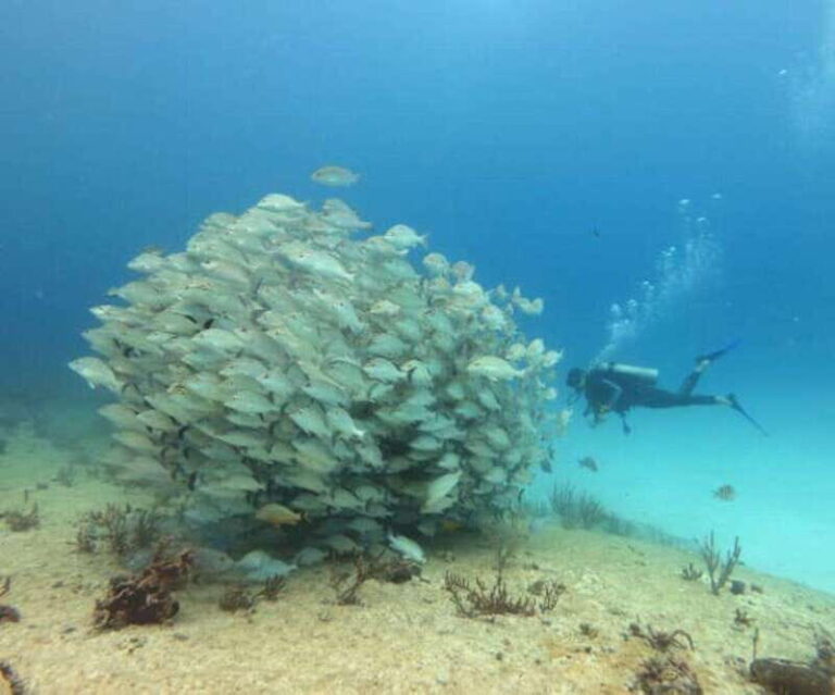 Playa del Carmen: Two Reefs Dives for Certified Divers - What to Expect During the Tour