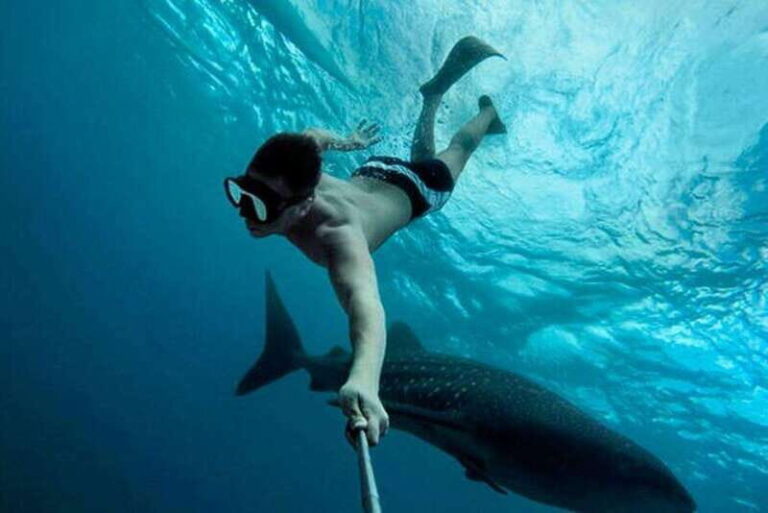 Playa del Carmen:Whale shark Experience in the Caribbean Sea - Who Will Want This Tour?