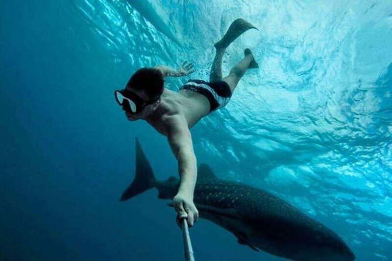 Playa del Carmen:Whale shark Experience in the Caribbean Sea - Who Will Want This Tour?