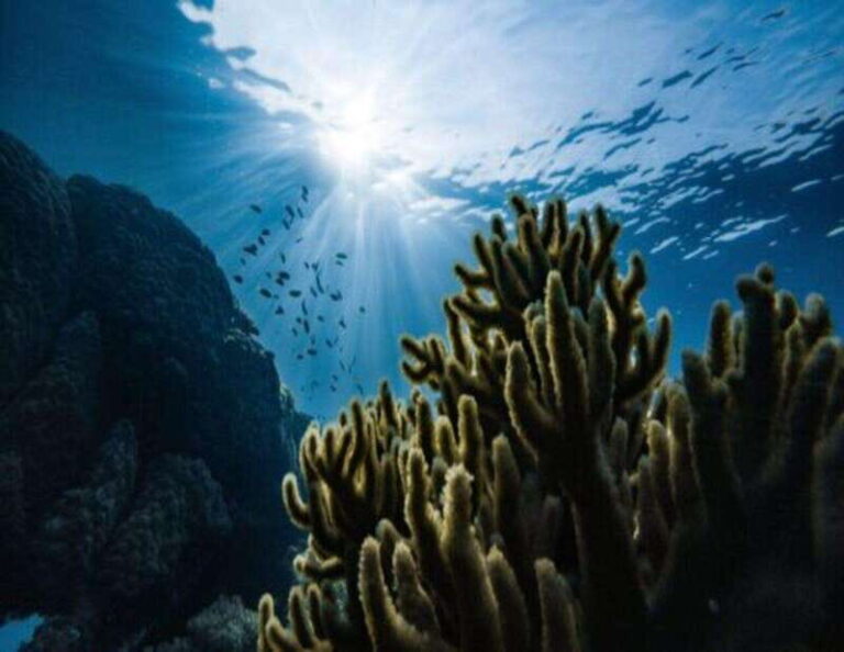 Playa: Diving Local Reef - What the Tour Includes and What You Might Want to Consider