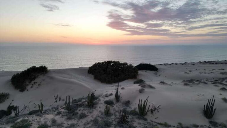 Playa el Cardonal: tour and sandboarding activity in the dunes of Sahuimaro - Who Should Consider This Tour?
