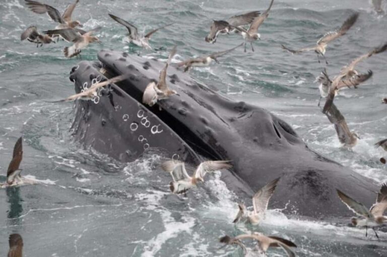 Plymouth: Whale Watching Cruise - What Makes This Whale Watching Tour Stand Out?