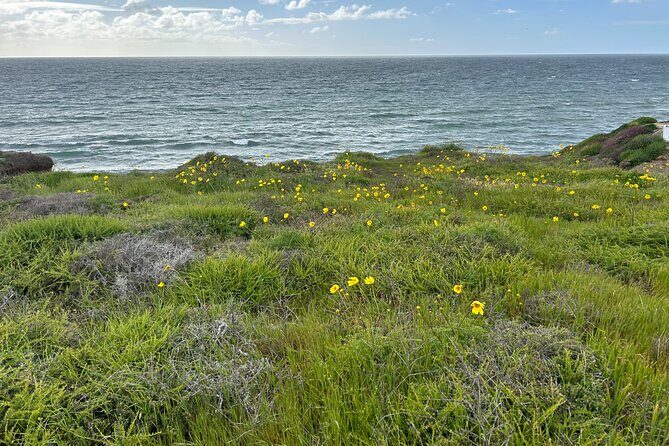 Point Loma Tide Pool Tour - Authentic Reviews and Insights from Past Participants