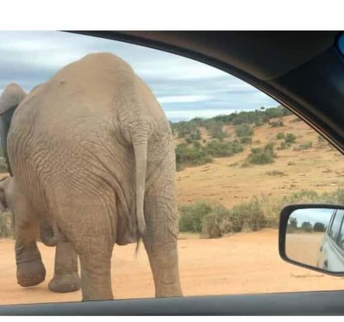 Port Elizabeth: Double Safari and city tour - Exploring the Addo Elephant National Park