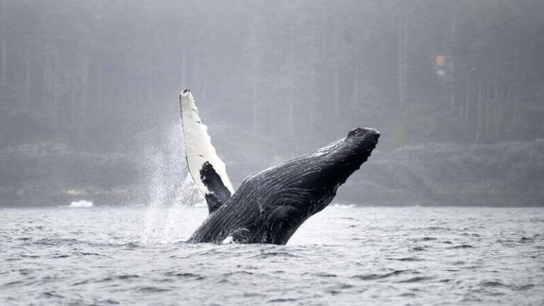 Port Hardy: Sea Otter and Whale Watching - Wildlife Viewing and Marine Encounters