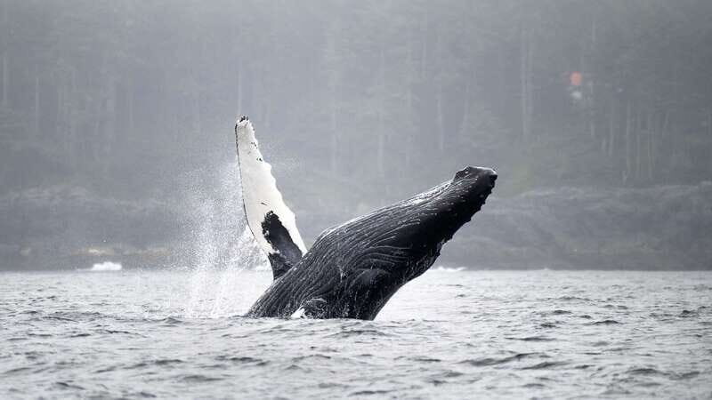 Port Hardy: Sea Otter and Whale Watching