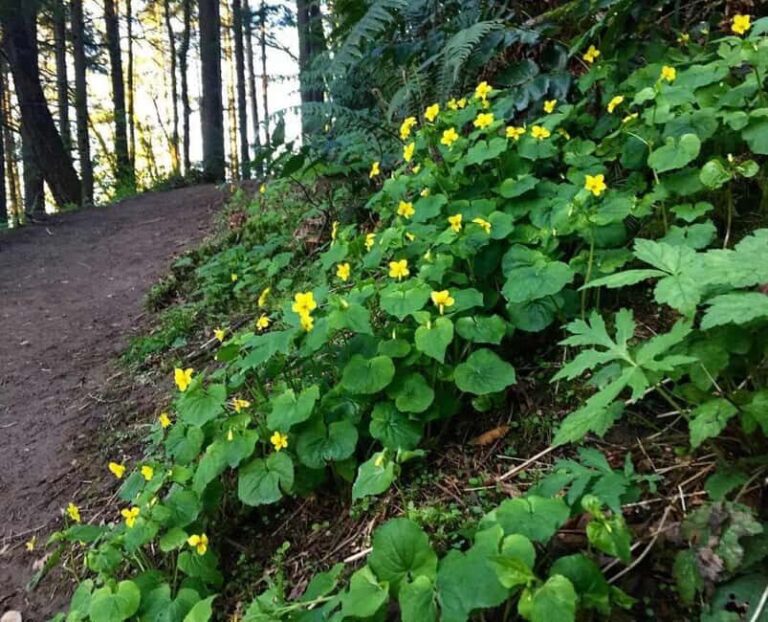 Portland: Forest Park Guided Hike with Witches Castle - Who Should Take This Tour?