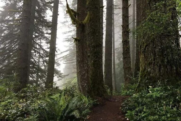 Portland: Silver Falls State Park Waterfall Hike - Why This Tour Offers Good Value