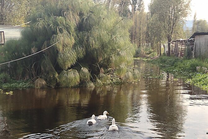 Pre-Hispanic Xochimilco and ajolotario. Private Ecotour. - Practical Details and Value