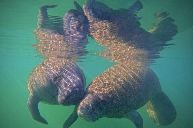 Pre-Season Special Manatee Snorkel Tour in Crystal River - What to Expect During the Tour