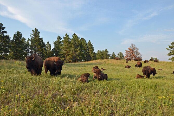 Premiere Private Black Hills Tour: Mt Rushmore, Crazy Horse & Custer State Park - What Makes This Tour Stand Out?