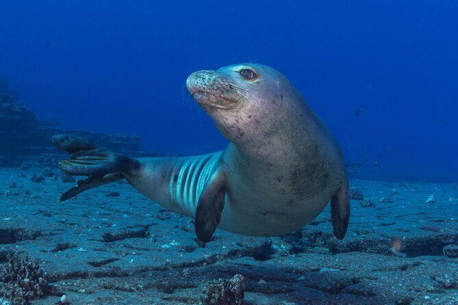 Premium Afternoon Scuba Charter for All Certified Diver Levels - The Value and Why It’s Worth Considering