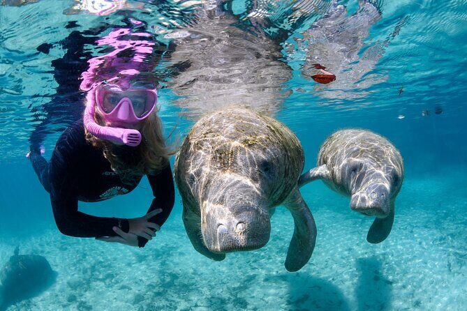 Preseason Special Snorkeling with Manatees Experience - Authentic Encounters and Guide Expertise