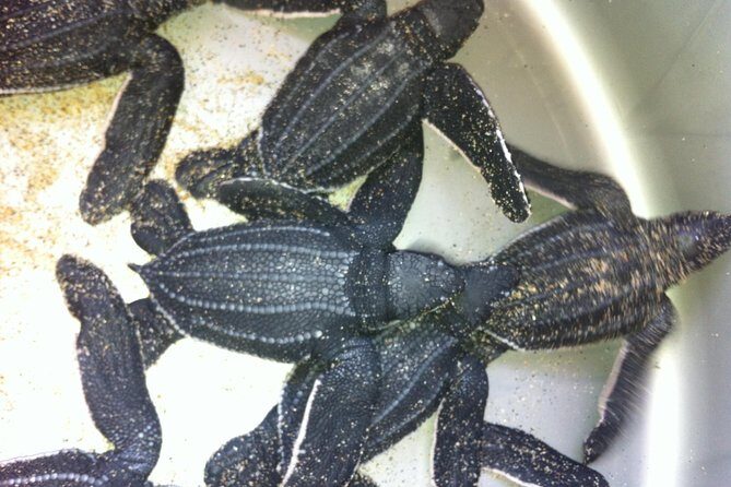 Preserving Baby Sea Turtles And Filling You With Energy In Bioluminescent Lights - The Conservation Stop: Meeting the Turtle Sanctuary