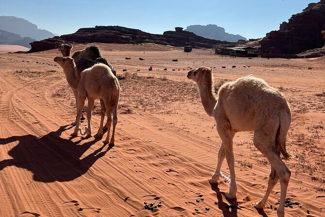 Private 1 Day Wadi Rum Desert Tour - Practical Tips for Travelers