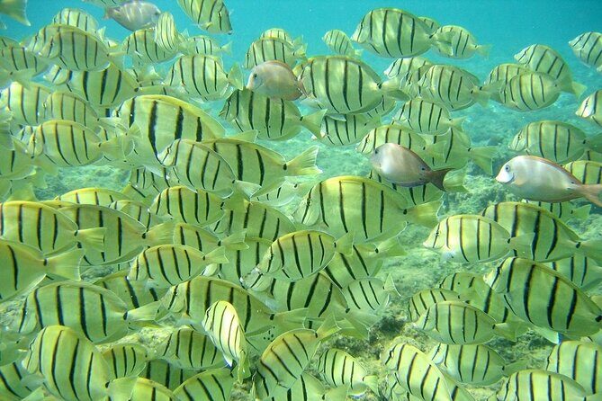 Private 3 Hour Snorkeling Tour with Arch Tour and Beach Time - Snorkeling: What to Expect and Why It Matters