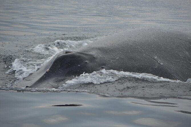 Private 3-hour Whale Watching Activity in Mazatlan - Practical Tips for Booking