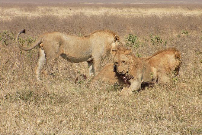 Private 4 Days Wildlife Safari at Tanzania - What’s Included and What to Consider