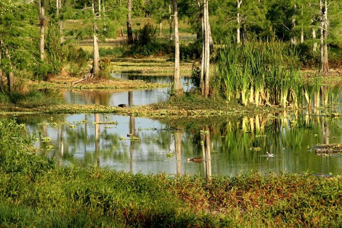 Private 4 Hour Everglades Tour Experience in the Wilderness - Why Choose This Tour?