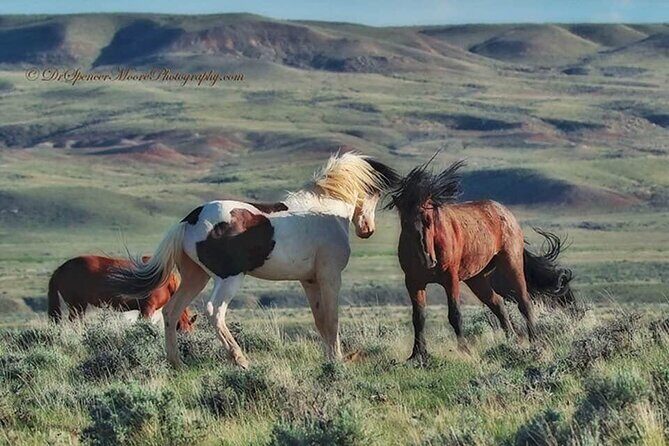 Private 4 Hour Red Canyon Wild Mustang Air Conditioned Van Tours - What to Pack and Prepare
