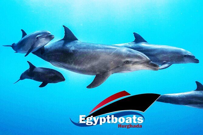 PRIVATE! | 4-hour Speed Boat Trip | Swim With Dolphins, Snorkeling & Island - The Marine Life and Snorkeling Experience